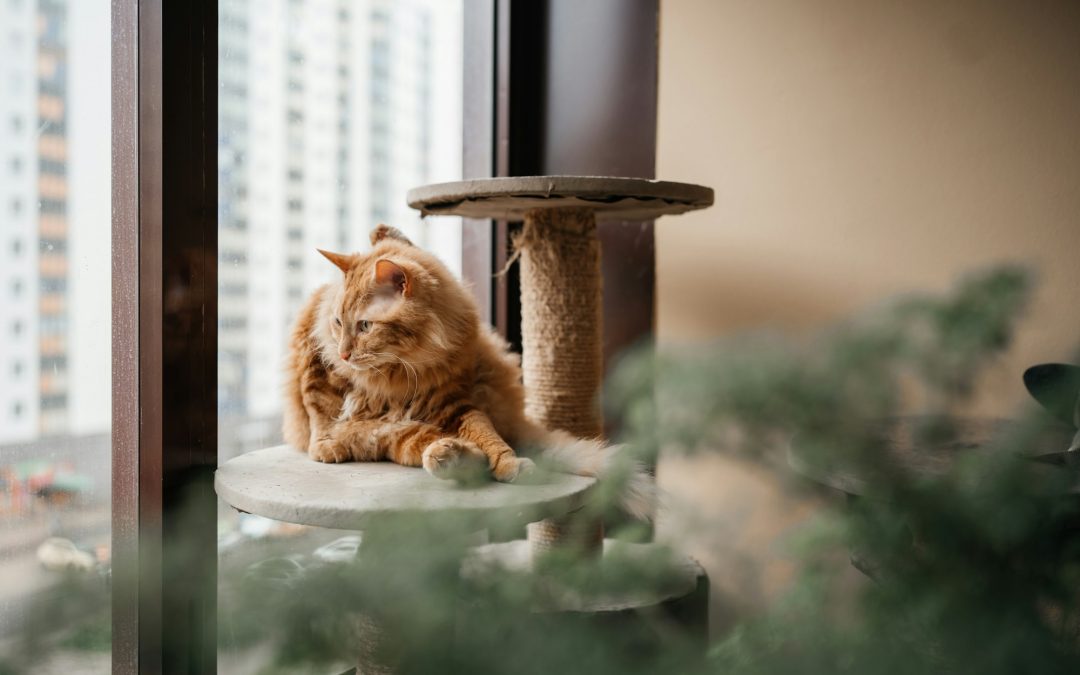 Crafting a Haven: Designing the Ultimate Home for Your Feline Friend