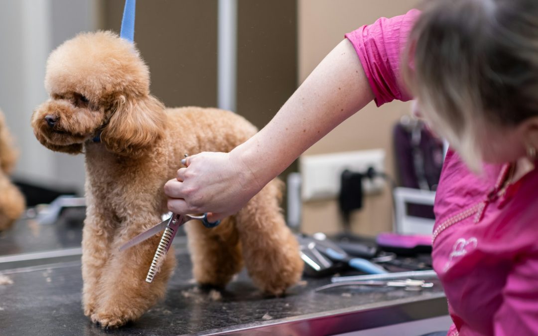 To Trim or Not to Trim: The Debate on Fur Grooming for Pets