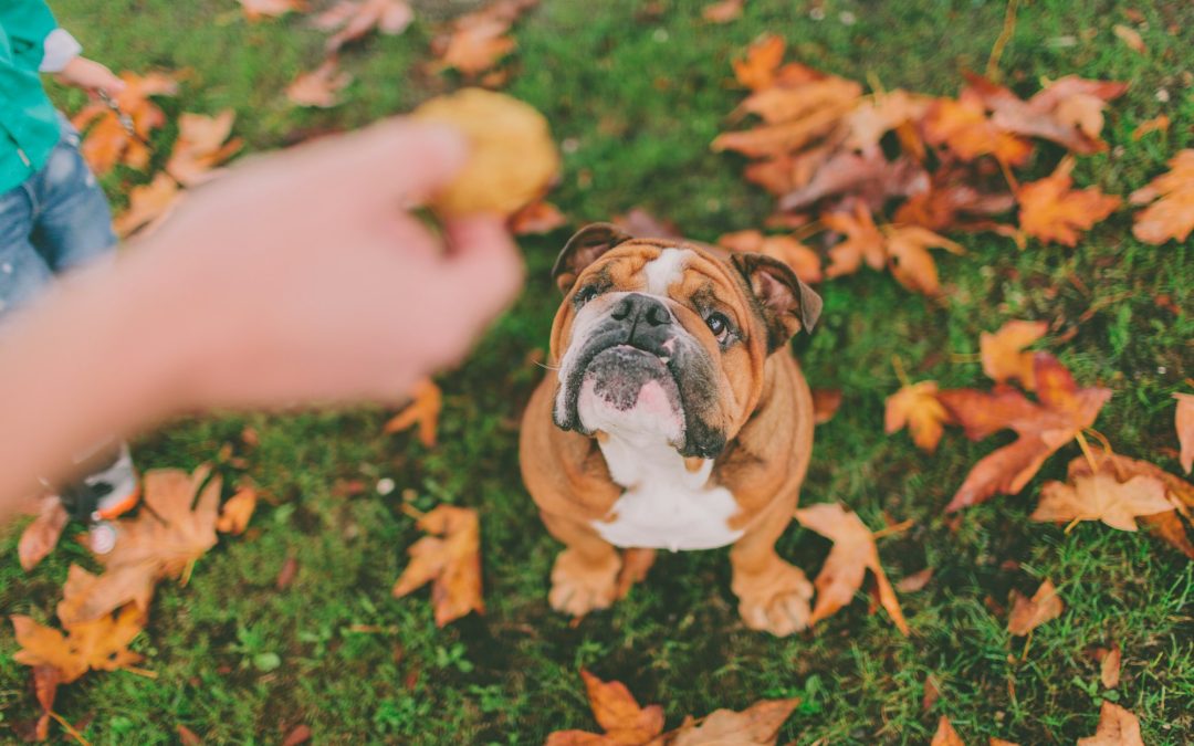 Balanced Bites: Mastering the Art of Managing Snacking for Pets